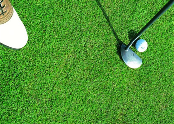 КИТАЙ Трава здорового гольфа искусственная, синтетическая длинная жизнь Expectance дерновины гольфа поставщик