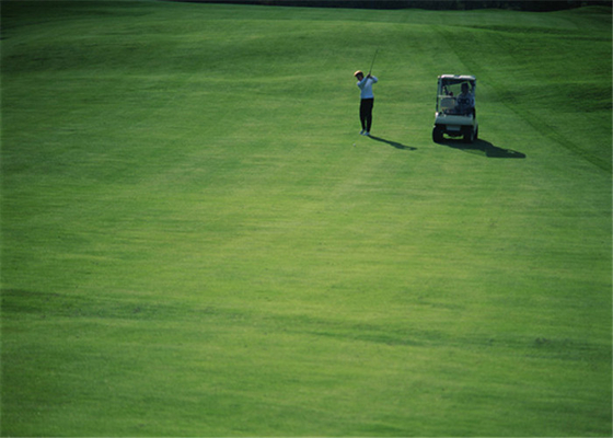 КИТАЙ Зеленые цвета установки гольфа высокого дома ковра травы гольфа сопротивления ссадины искусственного на открытом воздухе поставщик