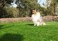 Трава длинного любимца Mouldproof продолжительности поддельная, искусственная трава собаки с УЛЬТРАФИОЛЕТОВЫМ сопротивлением поставщик