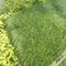 Лужайка футбольного поля оливки поля смешивания зеленая со стержнем 3 и не- слепимостью поставщик