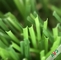 Плотная поверхностная новая искусственная трава с чувством мягкой руки и привлекательным цветом поставщик