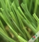 Трава Recyclable сада искусственная с 4/3 цветом тона 16800s/Sqm поставщик