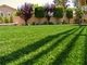 Ковер травы дерновины травы ландшафта для садовничая пластиковой дерновины для сада поставщик
