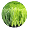 Травы футбола травы Gazon Искусственн De Fotbal En-Gros трава искусственной синтетическая поставщик