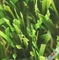Трава высокого сопротивления погоды на открытом воздухе искусственная/синтетический ковер травы поставщик