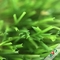 Трава травы украшения бассейна всегда зеленая с естественным изображением поставщик